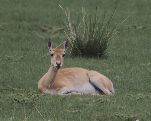 Przewalski's Gazelle