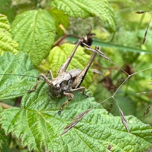 Gewöhnliche Strauchschrecke