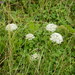 Wild Carrot - Photo (c) Duarte Frade, some rights reserved (CC BY)