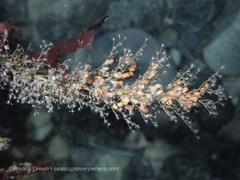 Eudendrium californicum