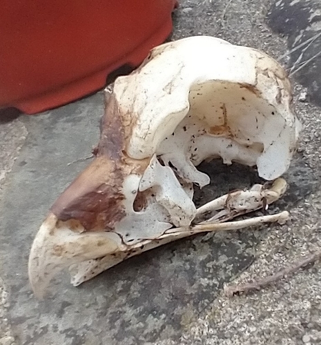 View observation of {o.common_name} on iNaturalist