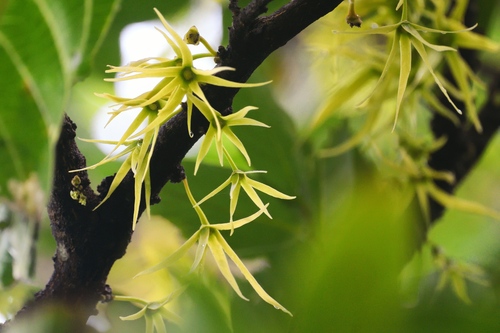 Polyalthia liukiuensis iNat (1)
