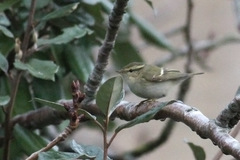 Phylloscopus inornatus