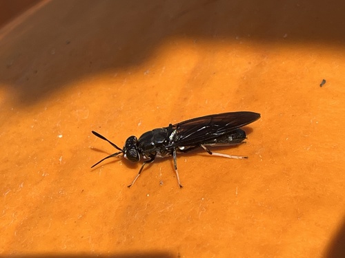 Unknown species found near Long Island, Brookhaven, NY, US