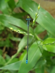 Aciagrion occidentale