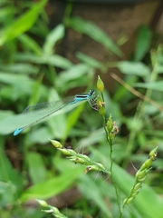 Aciagrion occidentale