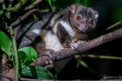 Pseudochirulus herbertensis