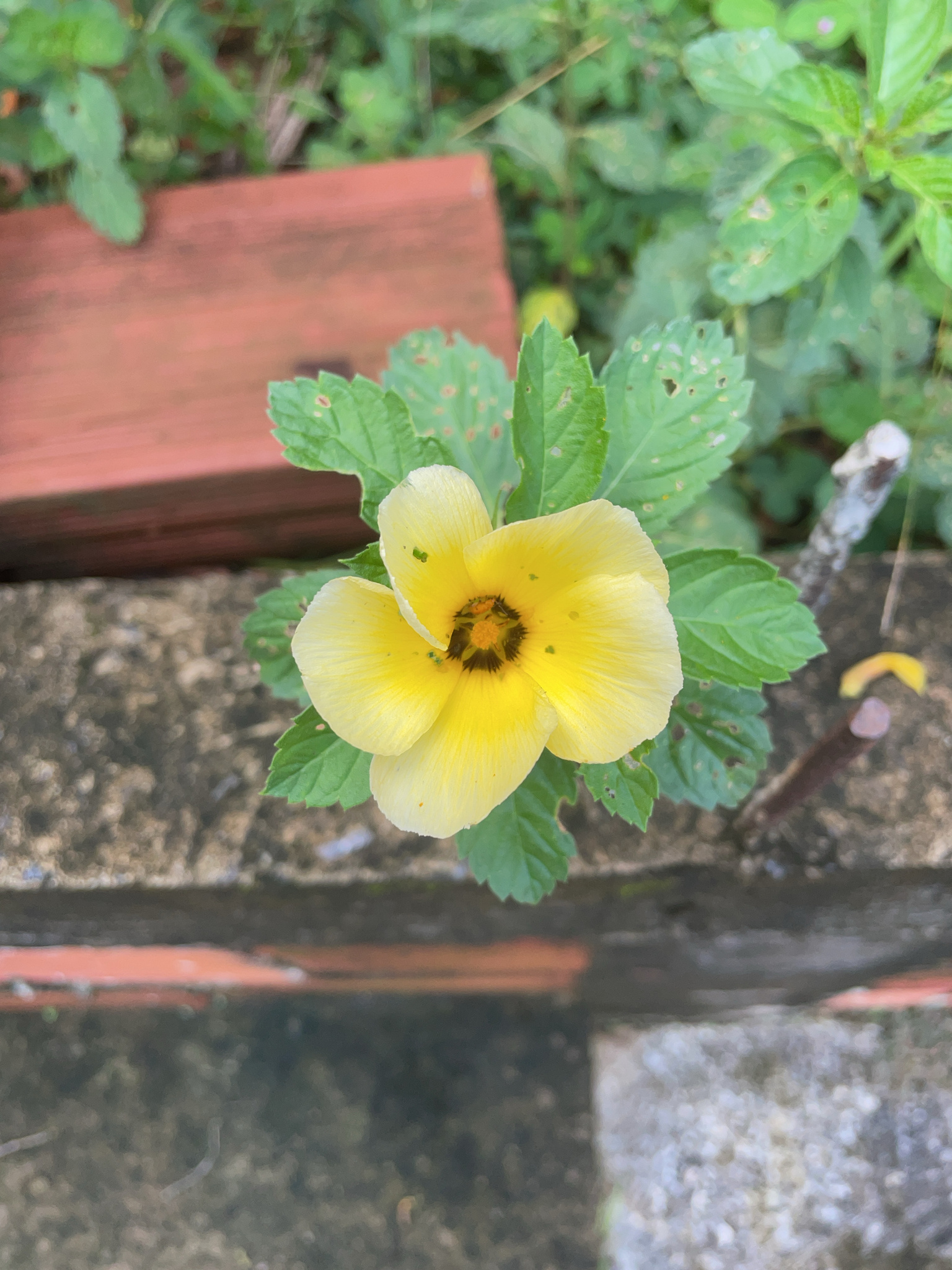 Turnera subulata