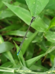 Aciagrion occidentale