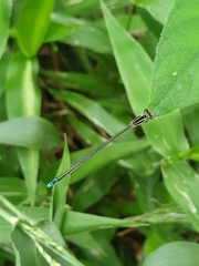 Aciagrion occidentale