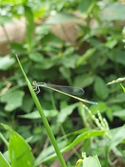 Aciagrion occidentale