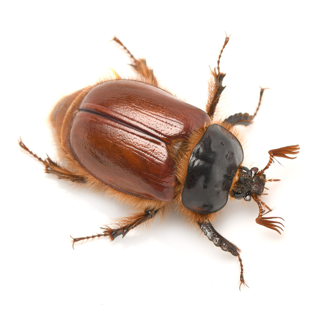 Pleocoma oregonensis