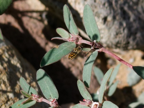 Unknown species found near Desert View Village, Phoenix, AZ, USA