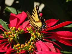 Papilio multicaudata