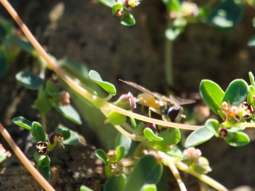 Unknown species found near Desert View Village, Phoenix, AZ, USA