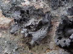 Umbilicaria subaprina