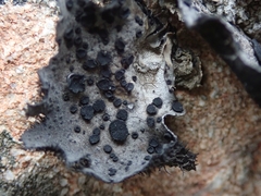 Umbilicaria subaprina