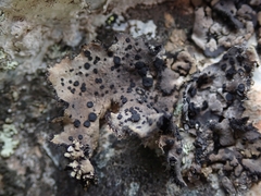 Umbilicaria subaprina