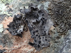 Umbilicaria subaprina