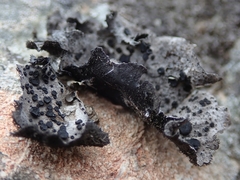 Umbilicaria subaprina