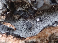 Umbilicaria subaprina