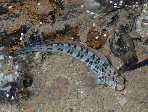 Beautiful rockskipper (Istiblennius bellus) — Blenniidae