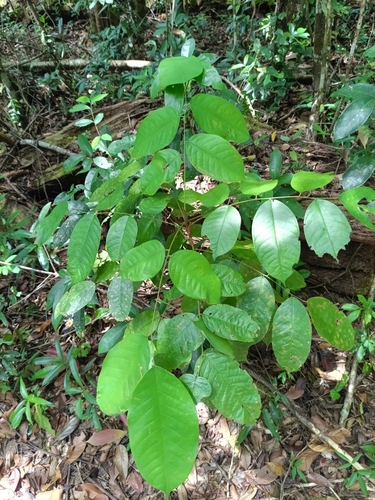 Basralocus (Dicorynia guianensis)