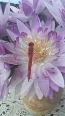 Crocothemis servilia