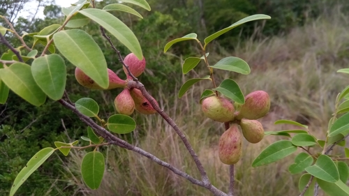 Xylopia bemarivensis