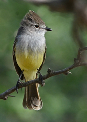 Northern Scrub-Flycatcher photo 2