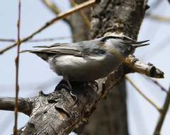 Sitta europaea albifrons