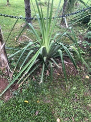 Agave vivipara