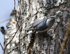 Sitta europaea albifrons