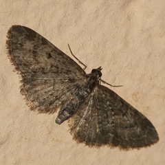 Eupithecia virgaureata