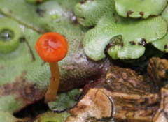Loreleia postii