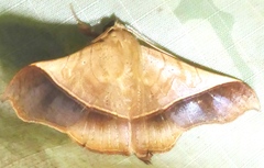 Chilkasa falcata