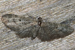 Eupithecia virgaureata