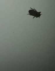 Coleoptera