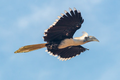 White-Crowned Hornbill photo 2