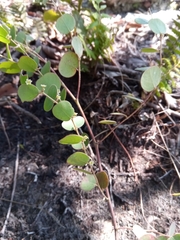 Phyllanthus betsileanus