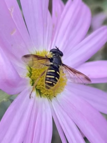 Unknown species found near Shreve Rd, Falls Church, VA, US