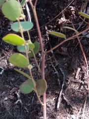 Phyllanthus betsileanus