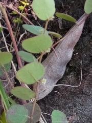 Phyllanthus betsileanus