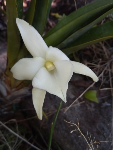 Angraecum magdalenae image