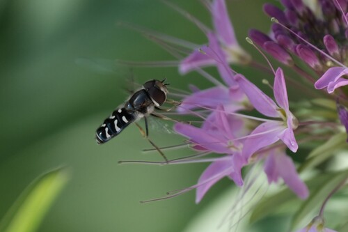 Unknown species found near South Salt Lake, UT, USA