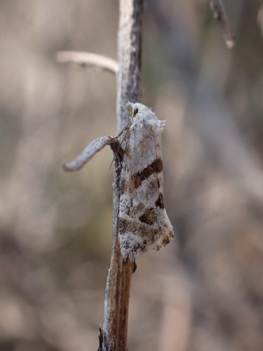 Aethes languidana