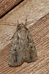 Dichagyris signifera