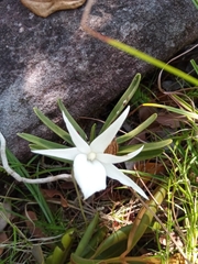 Angraecum rutenbergianum