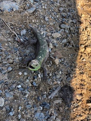 Lacerta agilis grusinica