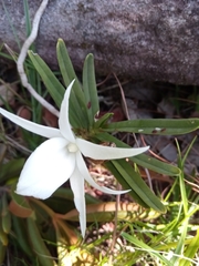 Angraecum rutenbergianum image